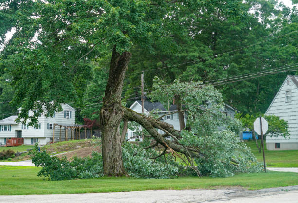 Best Tree Removal  in Sandy Oaks, TX