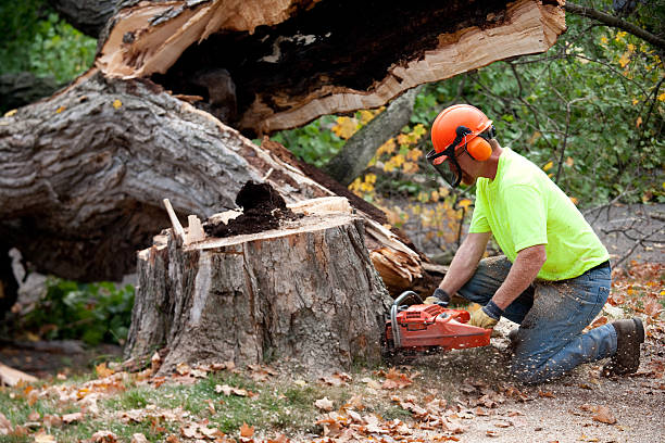 Best Soil Testing and Treatment  in Sandy Oaks, TX