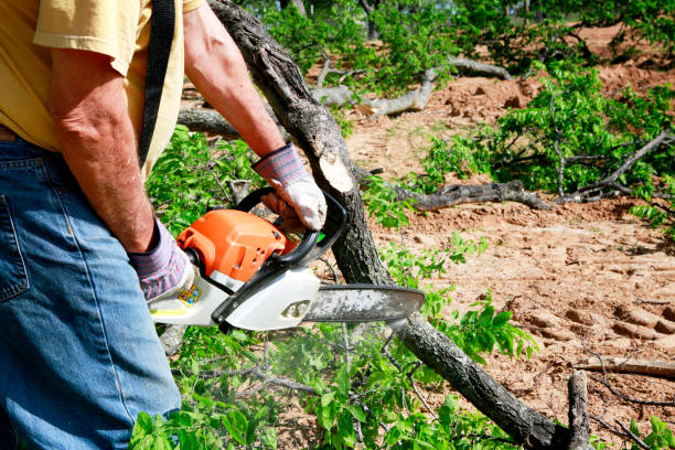 Best Tree and Shrub Care  in Sandy Oaks, TX